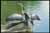 Anhinga