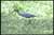 Little Blue Heron