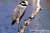 Night Heron