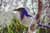 Florida Scrub Jay