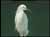 Snowy Egret