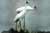 Whooping Crane